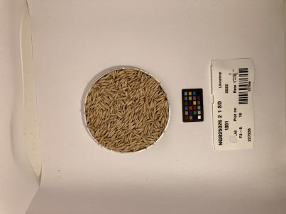 Click for 1 image(s) for this accession. SEED